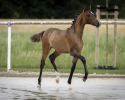 Fohlen von Diamonds dreamlight H (Deutsches Reitpony, 2025, von Dos Mas)
