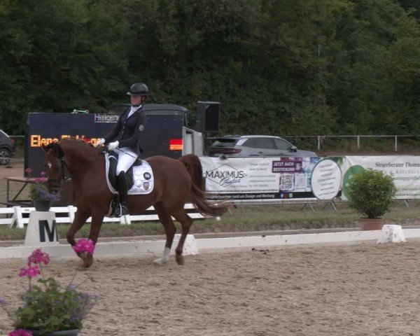 Reitturnier Heiligenwald 2025