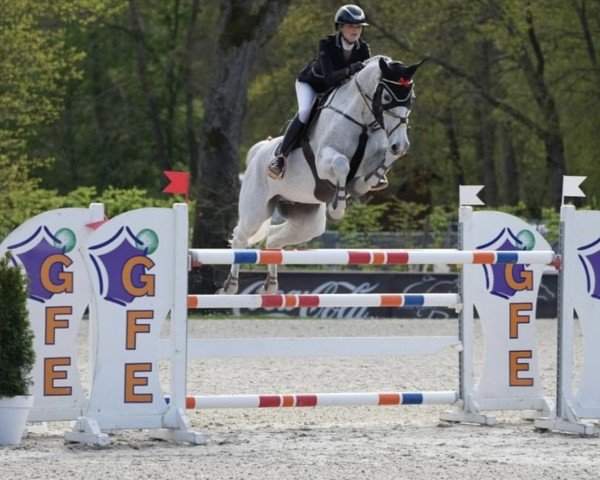 stallion Filourado PS (Swedish Warmblood, 2013, from Filou de Muze)