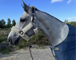 jumper Magnificent Dee (Swedish Warmblood, 2017, from Favorit Ask)