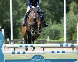 Springpferd Luxor (Schwedisches Warmblut, 2012, von Lux Z)