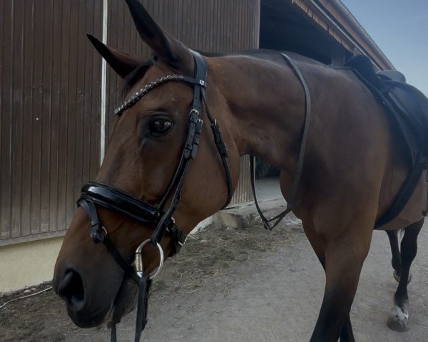 broodmare Saturday Night Fever (Hanoverian, 2005, from Sandro Hit)