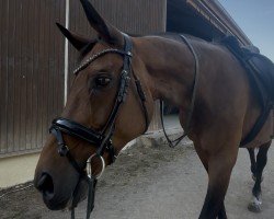 broodmare Saturday Night Fever (Hanoverian, 2005, from Sandro Hit)