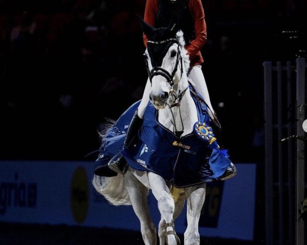 jumper Incredible JVH Z (Zangersheide riding horse, 2014, from Indoktro K van't Kattenheye)