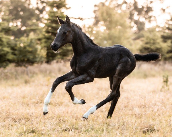 broodmare Bellas Zinderella G (Oldenburg, 2024, from Zauberlehrling PS OLD)