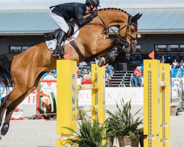 Springpferd Ladalco-Z (KWPN (Niederländisches Warmblut), 2016, von Grandorado TN)
