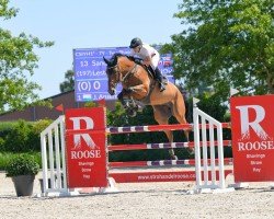 jumper Lestro vd Valckenborg (KWPN (Royal Dutch Sporthorse), 2016, from Stakkato Gold)