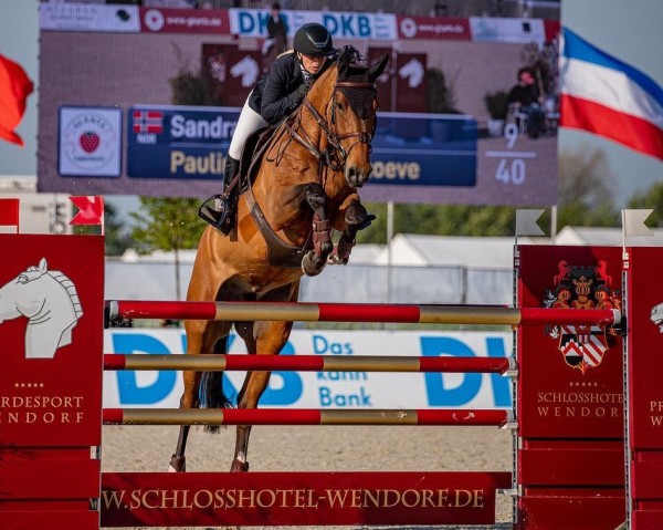 jumper Pauline van de Roshoeve (Belgian Warmblood, 2015, from Inar C)