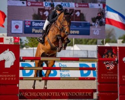 jumper Pauline van de Roshoeve (Belgian Warmblood, 2015, from Inar C)