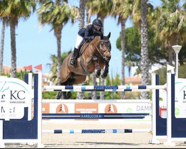 jumper Il Magnifico Vm (KWPN (Royal Dutch Sporthorse), 2013, from Ukato)