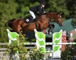 jumper Vivy Terdoorn Z (Zangersheide riding horse, 2012, from Vigo d'Arsouilles)