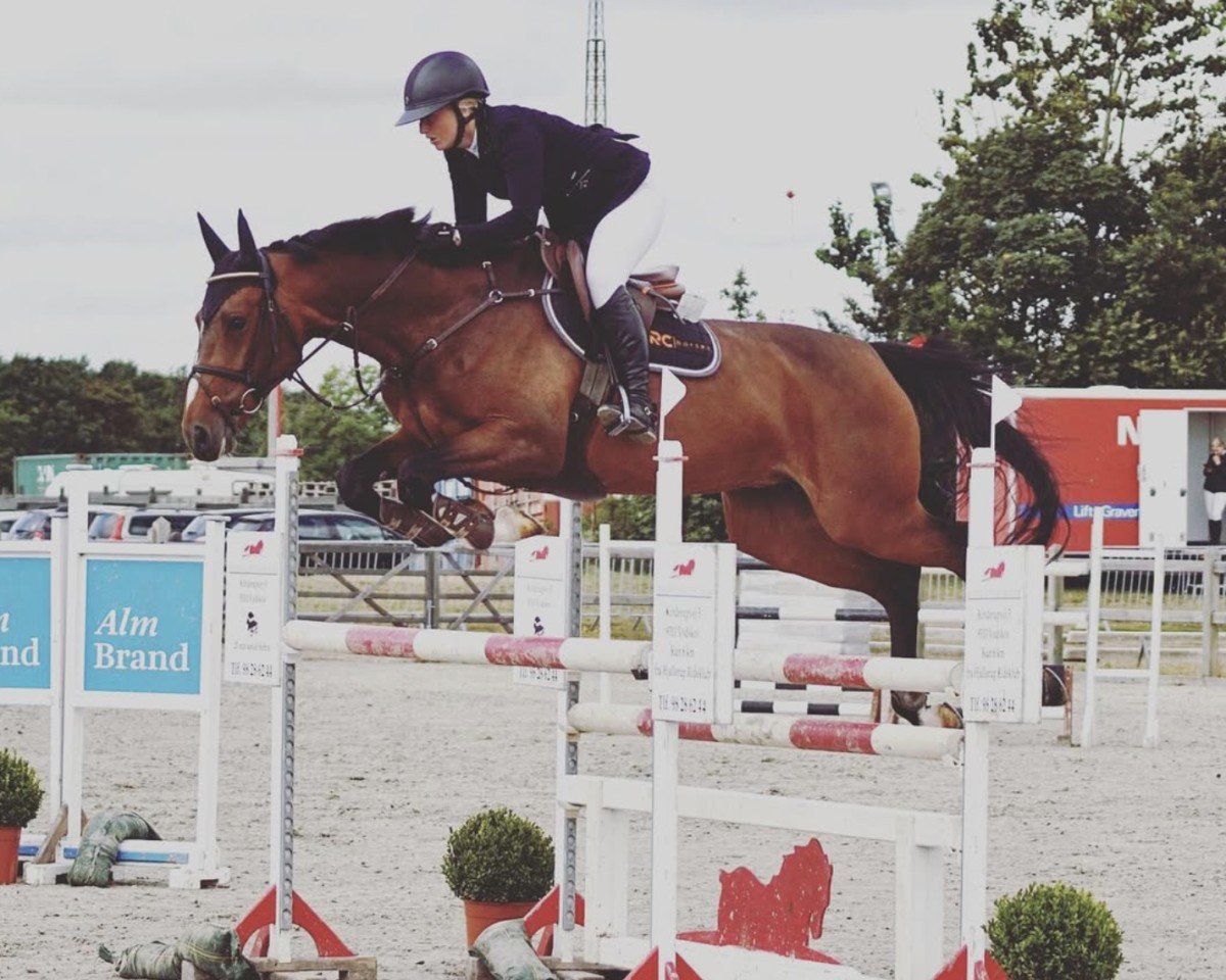 jumper Jade van de Dassenloop (KWPN (Royal Dutch Sporthorse), 2014, from El Salvador)