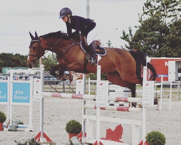 jumper Jade van de Dassenloop (KWPN (Royal Dutch Sporthorse), 2014, from El Salvador)