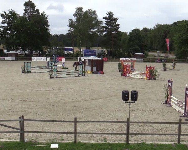 Reitturnier Westergellersen 2025