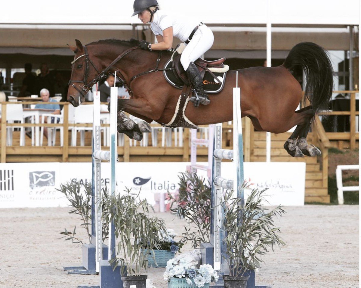 Springpferd Deauville (KWPN (Niederländisches Warmblut), 2008, von Numero Uno)