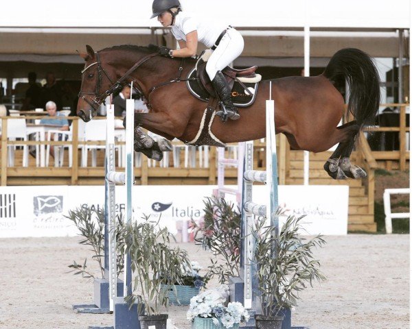 jumper Deauville (KWPN (Royal Dutch Sporthorse), 2008, from Numero Uno)