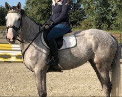 jumper Elis de Revel (Holsteiner, 2012, from Corrado I)