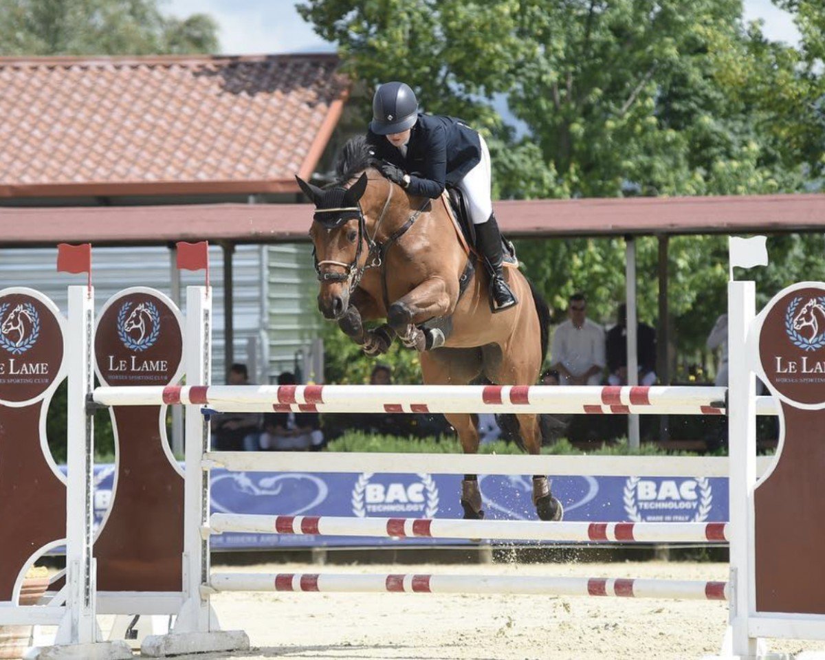 jumper Amulette (Polish Warmblood, 2010, from Nightcarry)