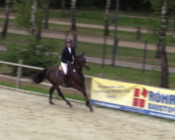 Reitturnier Westergellersen 2025