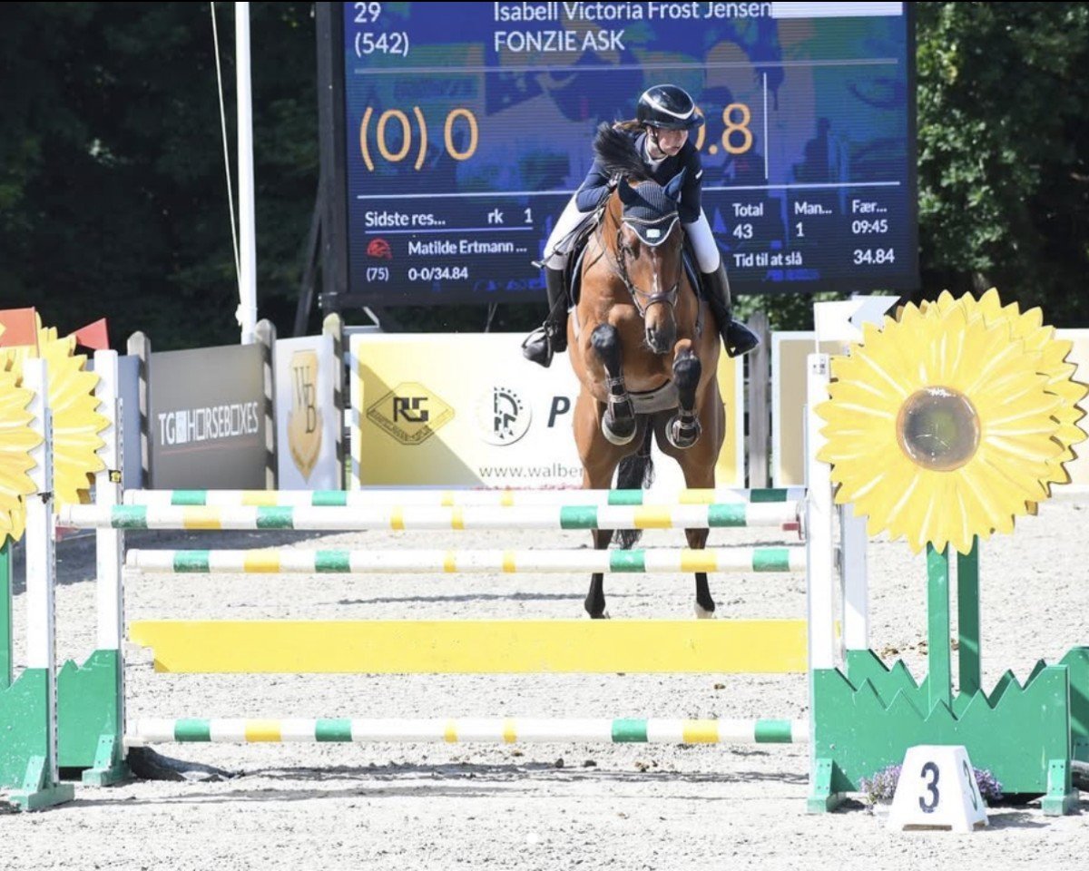 jumper Fonzie Ask (Danish Warmblood, 2012, from Favorit Ask)