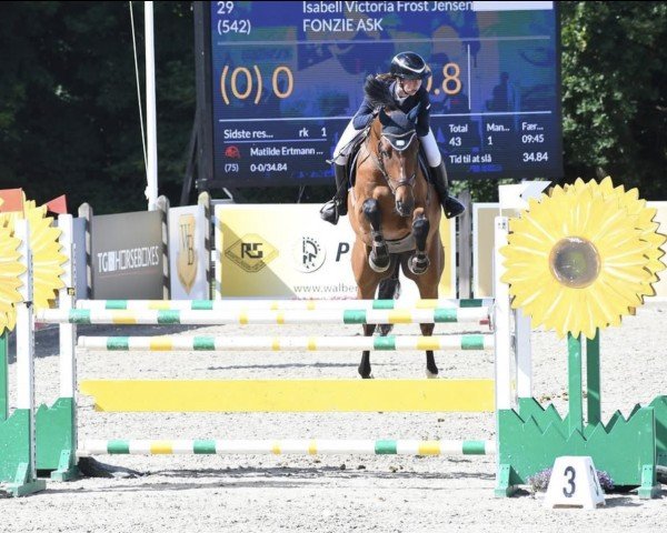 jumper Fonzie Ask (Danish Warmblood, 2012, from Favorit Ask)