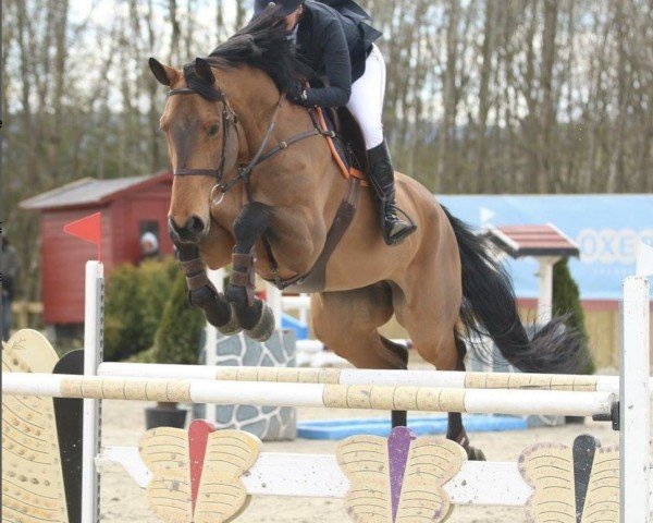 jumper Agostino (Hanoverian, 2005, from Acord II)