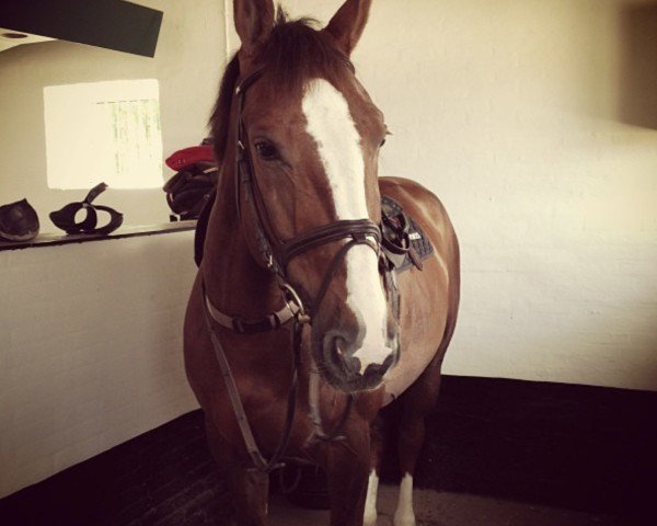 jumper Zilagro (KWPN (Royal Dutch Sporthorse), 2004, from Hors La Loi II)