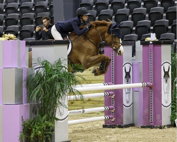 jumper Lambruska Balia (Danish Warmblood, 2009, from Lambrusco Ask)