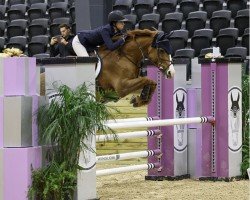 jumper Lambruska Balia (Danish Warmblood, 2009, from Lambrusco Ask)