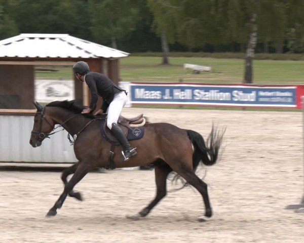 Reitturnier Westergellersen 2025