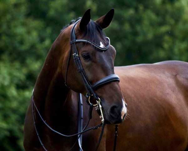 dressage horse Fred Bull (Westphalian, 2013, from Fürstenball)