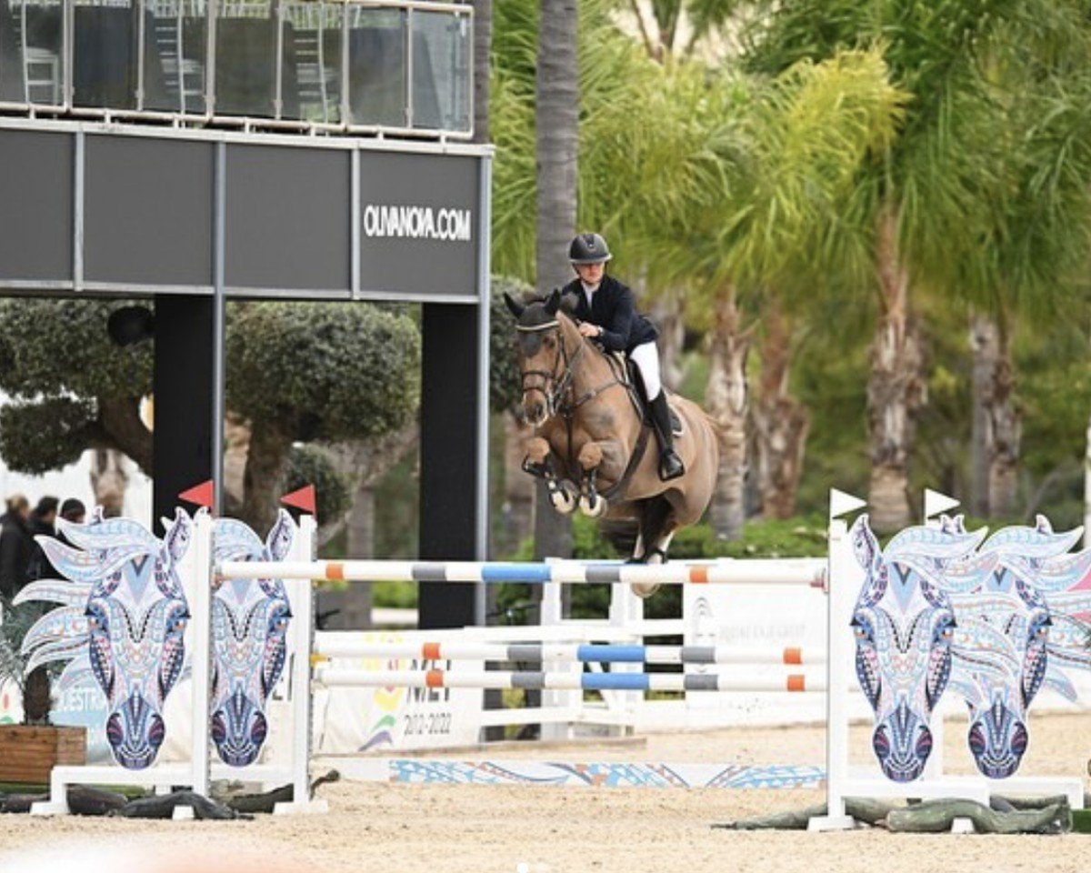 jumper Ambrosio D'Alcy (Selle Français, 2010, from Cabdula du Tillard)