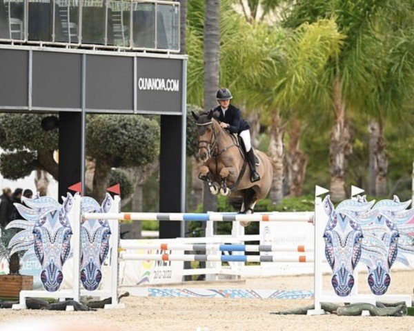 jumper Ambrosio D'Alcy (Selle Français, 2010, from Cabdula du Tillard)