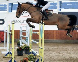 jumper Billy Bud (anglo european sporthorse, 2013, from Cevin Z)