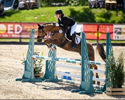 jumper Cute A Golden Dancing Queen (Pony without race description, 2014)