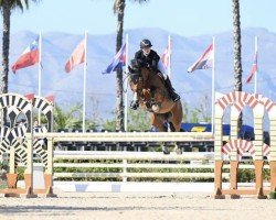 jumper Stakki Blue PS (Hanoverian, 2015, from Stakkato)