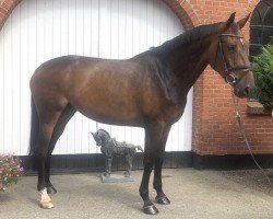 Springpferd Kikidola (KWPN (Niederländisches Warmblut), 2015, von Etoulon VDL)