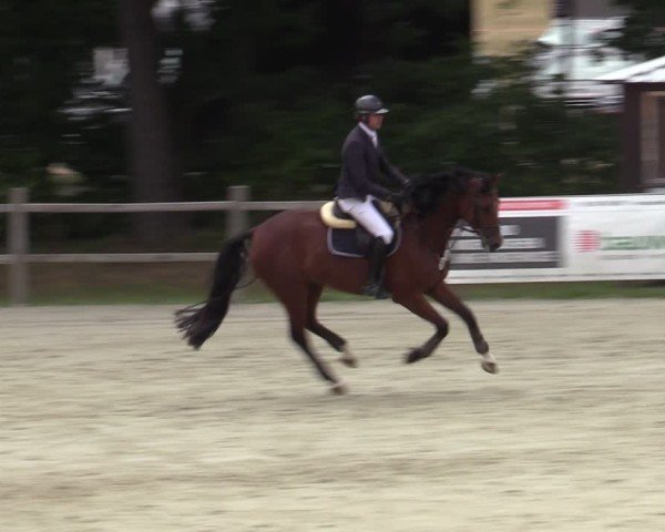 Reitturnier Westergellersen 2025