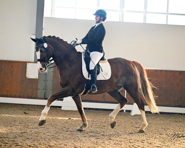 dressage horse Brilliant S (Oldenburg, 2012, from Blue Hors Bentley)
