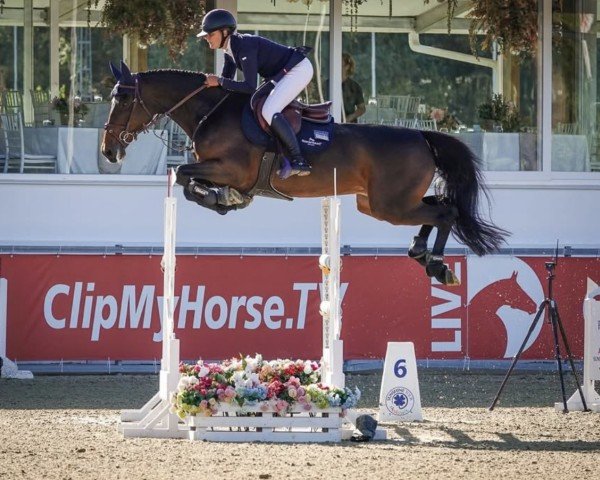 jumper Glandore (Irish Sport Horse, 2016, from Carrera VDL)