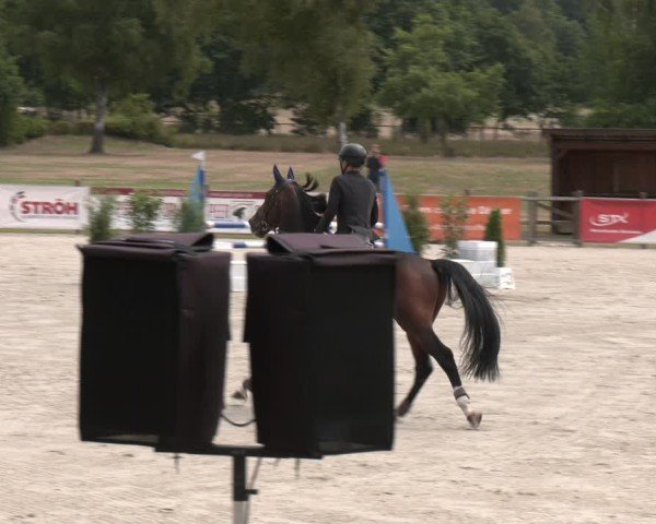 Reitturnier Westergellersen 2025
