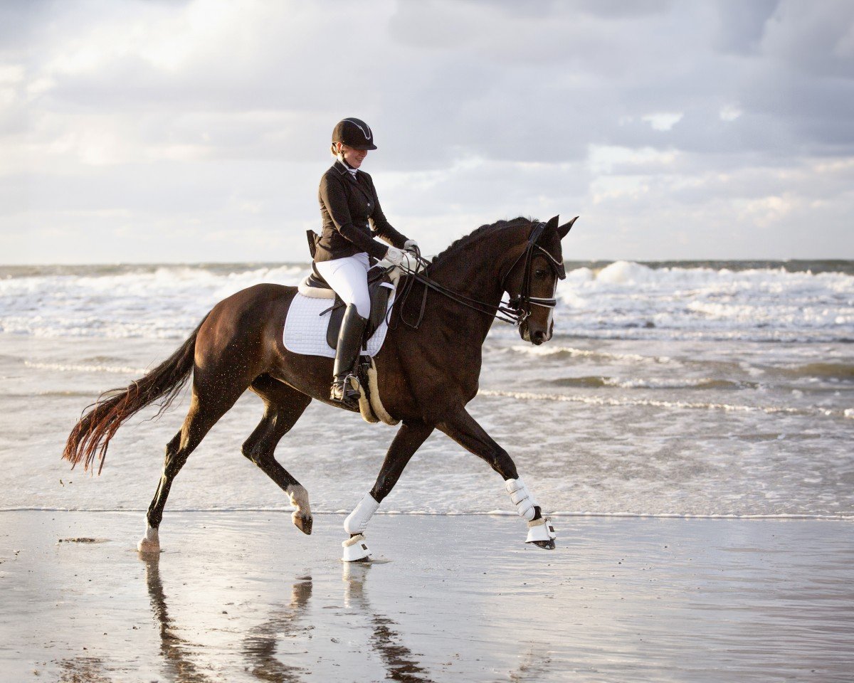 dressage horse Finabella M (Hanoverian, 2018, from Florenz 71)