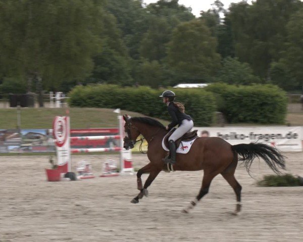 Reitturnier Westergellersen 2025