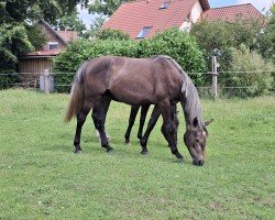 Pferd Stute von Qlassic Touch / Chaccato (Oldenburger Springpferd, 2023, von Qlassic Touch)