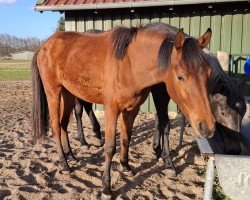 horse Hengst von Coeur Rouge / Interconti/T. (Oldenburg show jumper, 2023, from Coeur Rouge)