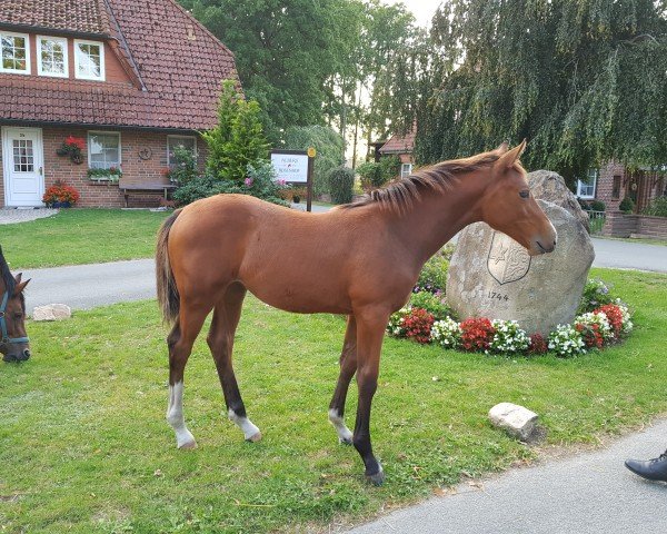 horse Maple (Holsteiner, 2019, from Del 'Arko d'Henvet)
