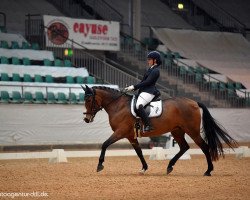 dressage horse Amapola 5 (unknown, 2008)