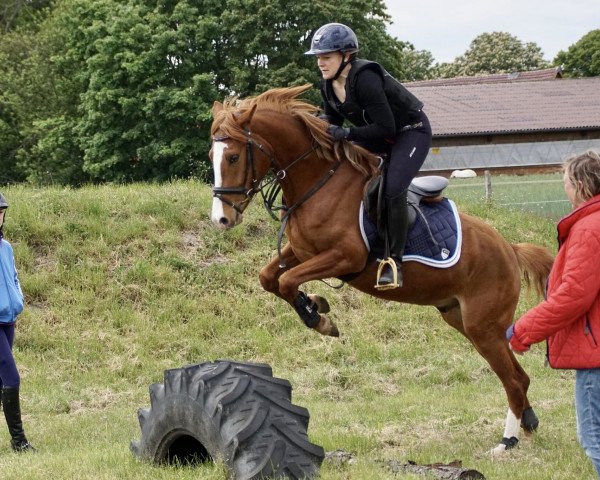 dressage horse MBF Curacao de Luxe (German Riding Pony, 2016, from Can Dance 3)