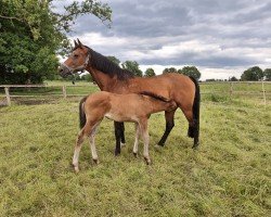 broodmare Willow 265 (Holsteiner, 2006, from Limoncello II)