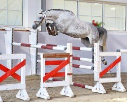 broodmare Ominka Minka G (KWPN (Royal Dutch Sporthorse), 2019, from Indoctro)